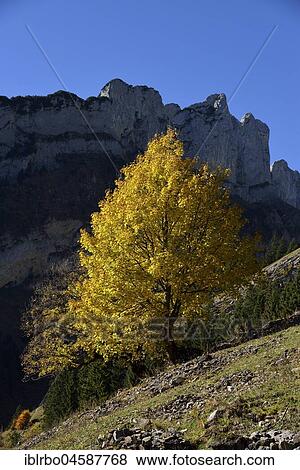 Autumn coloured tree in front of the ridge of the Widderalpstöck, Alpstein, Canton Appenzell Innerrhoden, Switzerland, Europe View Large Photo Image Stock Photo - Autumn coloured tree in front of the ridge of the Widderalpstöck, Alpstein, Canton Appenzell Innerrhoden, Switzerland, Europe. Fotosearch