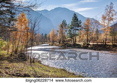 Picture - Autumn landscape at the Ammer, Oberammergau, Ammertal, Ammergau Alps, Upper Bavaria, Bavaria, Germany, Europe. Fotosearch