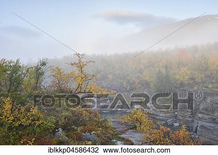 Autumn landscape in the morning fog, Abisko Canyon, Abisko National Park, Sweden, Europe View Large Photo Image Stock Image - Autumn landscape in the morning fog, Abisko Canyon, Abisko National Park, Sweden, Europe. Fotosearch