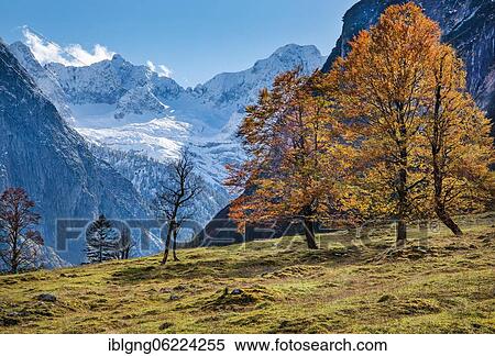 Autumn landscape in the Rißtal at the Großen Ahornboden, Engalpe, Eng, community Hinterriß, Karwendel Mountains, Alpenpark Karwendel, Tyrol, Austria, Europe View Large Photo Image Stock Photography - Autumn landscape in the Rißtal at the Großen Ahornboden, Engalpe, Eng, community Hinterriß, Karwendel Mountains, Alpenpark Karwendel, Tyrol, Austria, Europe. Fotosearch
