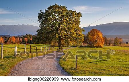 Autumn landscape with hiking trail at Staffelsee, Uffing am Staffelsee, The Blue Land, Upper Bavaria, Bavaria, Germany, Europe View Large Photo Image Stock Photo - Autumn landscape with hiking trail at Staffelsee, Uffing am Staffelsee, The Blue Land, Upper Bavaria, Bavaria, Germany, Europe. Fotosearch