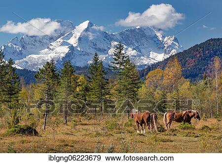 Autumn landscape with horses in the Isar valley with Alpspitze and Zugspitze in the Wetterstein range, Wallgau, Isar, Werdenfelser Land, Alpenwelt Karwendel, Upper Bavaria, Bavaria, Germany, Europe View Large Photo Image Stock Photo - Autumn landscape with horses in the Isar valley with Alpspitze and Zugspitze in the Wetterstein range, Wallgau, Isar, Werdenfelser Land, Alpenwelt Karwendel, Upper Bavaria, Bavaria, Germany, Europe. Fotosearch