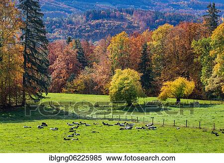 Stock Photography - Autumn landscape with sheep pasture near Guglhör, Murnau, Das Blaue Land, Upper Bavaria, Bavaria, Germany, Europe. Fotosearch