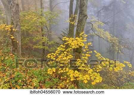 Autumnal forest in the fog, Briedern, Rhineland-Palatinate, Germany, Europe View Large Photo Image Stock Image - Autumnal forest in the fog, Briedern, Rhineland-Palatinate, Germany, Europe. Fotosearch