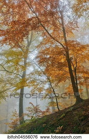 Autumnal forest with Common beeches (Fagus sylvatica) in mist, Briedern, Rhineland-Palatinate, Germany, Europe View Large Photo Image Stock Photograph - Autumnal forest with Common beeches (Fagus sylvatica) in mist, Briedern, Rhineland-Palatinate, Germany, Europe. Fotosearch