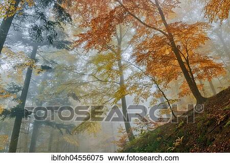 Stock Photography - Autumnal forest with Common beeches (Fagus sylvatica) in mist, Briedern, Rhineland-Palatinate, Germany, Europe. Fotosearch