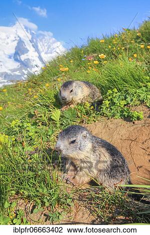 Stock Image - Baby Alpine Marmot (Marmota marmota), Alpine Marmot. Fotosearch