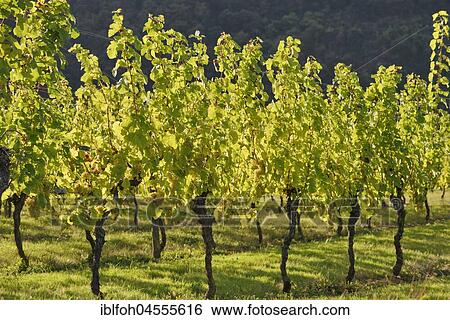 Backlit shot of grape vines with white wine grapes near Briedern on the Moselle, Rhineland-Palatinate, Germany, Europe View Large Photo Image Stock Photograph - Backlit shot of grape vines with white wine grapes near Briedern on the Moselle, Rhineland-Palatinate, Germany, Europe. Fotosearch