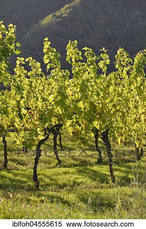 Stock Photography - Backlit shot of grape vines with white wine grapes near Briedern on the Moselle, Rhineland-Palatinate, Germany, Europe. Fotosearch