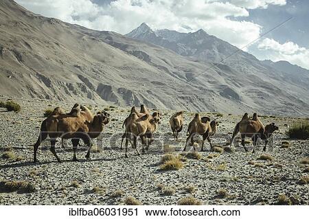 Bactrian camels (Camelus Ferus) on a scree slope in front of a scree slope at the foothills of the Pamir, Khas Dej, Wakhan Corridor, Badakhshan, Afghanistan, Asia View Large Photo Image Stock Image - Bactrian camels (Camelus Ferus) on a scree slope in front of a scree slope at the foothills of the Pamir, Khas Dej, Wakhan Corridor, Badakhshan, Afghanistan, Asia. Fotosearch