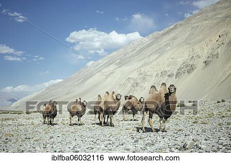 Bactrian camels (Camelus Ferus) on a scree slope in front of a scree slope at the foothills of the Hindu Kush, Khas Dej, Wakhan Corridor, Badakhshan, Afghanistan, Asia View Large Photo Image Stock Photograph - Bactrian camels (Camelus Ferus) on a scree slope in front of a scree slope at the foothills of the Hindu Kush, Khas Dej, Wakhan Corridor, Badakhshan, Afghanistan, Asia. Fotosearch