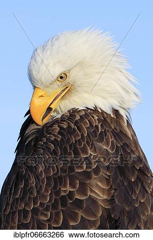 Bald Eagle Portrait, USA, North America View Large Photo Image Stock Photograph - Bald Eagle Portrait, USA, North America. Fotosearch