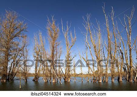Bare trees in the Altrhein, Xanten, Lower Rhine, North Rhine-Westphalia, Germany, Europe View Large Photo Image Picture - Bare trees in the Altrhein, Xanten, Lower Rhine, North Rhine-Westphalia, Germany, Europe. Fotosearch