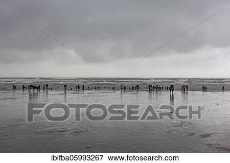 Bathers on the beach from Cox's Bazaar to monsoon rain, the beach at the Bay of Bengal in southeastern Bangladesh is considered with a length of 150 km as the longest natural beach in the world, Cox's Bazaar, Chittagong, Bangladesh, Asia View Large Photo Image Stock Photo - Bathers on the beach from Cox's Bazaar to monsoon rain, the beach at the Bay of Bengal in southeastern Bangladesh is considered with a length of 150 km as the longest natural beach in the world, Cox's Bazaar, Chittagong, Bangladesh, Asia. Fotosearch