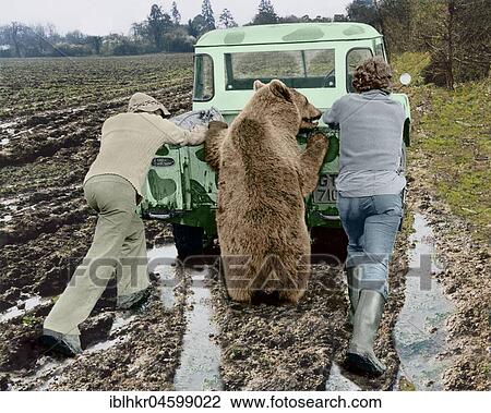 Stock Image - Bear pushes a car with two men, England, Great Britain. Fotosearch