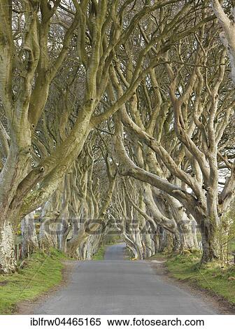 Beech avenue, Dark Hedges, Northern Ireland, UK View Large Photo Image Stock Photography - Beech avenue, Dark Hedges, Northern Ireland, UK. Fotosearch
