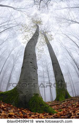 Beech (fagus) with a few yellow leaves in autumn, bare trees and fog, frog's eye view, Kellerwald-Edersee National Park, Hesse, Germany, Europe View Large Photo Image Stock Photo - Beech (fagus) with a few yellow leaves in autumn, bare trees and fog, frog's eye view, Kellerwald-Edersee National Park, Hesse, Germany, Europe. Fotosearch