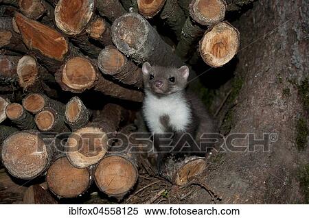 Stock Photography - Beech marten (Martes foina), looks curiously out of wood pile, Austria, Europe. Fotosearch