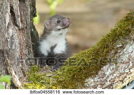 Beech marten (Martes Foina), puppy sits in branch fork, covered with moss, Austria, Europe View Large Photo Image Stock Photograph - Beech marten (Martes Foina), puppy sits in branch fork, covered with moss, Austria, Europe. Fotosearch