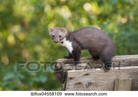 Beech marten (Martes foina), stands on wooden fence, Austria, Europe View Large Photo Image Stock Photo - Beech marten (Martes foina), stands on wooden fence, Austria, Europe. Fotosearch