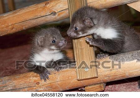Beech martens (Martes foina), puppies between Dachgebälk, Tyrol, Austria, Europe View Large Photo Image Stock Image - Beech martens (Martes foina), puppies between Dachgebälk, Tyrol, Austria, Europe. Fotosearch