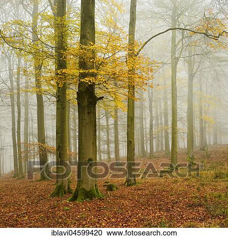 Beeches forest (fagus) with yellow leaves in autumn, bare trees and fog, Kellerwald-Edersee National Park, Hesse, Germany, Europe View Large Photo Image Stock Image - Beeches forest (fagus) with yellow leaves in autumn, bare trees and fog, Kellerwald-Edersee National Park, Hesse, Germany, Europe. Fotosearch