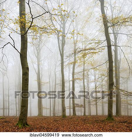 Stock Photo - Beeches forest (fagus)with a few yellow leaves in autumn, bare trees and fog, Kellerwald-Edersee National Park, Hesse, Germany, Europe. Fotosearch