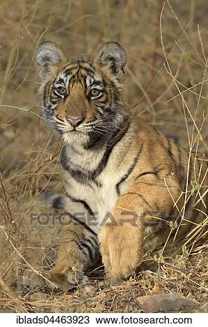 Bengal Tiger (Panthera tigris tigris), cub, Ranthambhore National Park, Rajasthan, India, Asia View Large Photo Image Stock Image - Bengal Tiger (Panthera tigris tigris), cub, Ranthambhore National Park, Rajasthan, India, Asia. Fotosearch