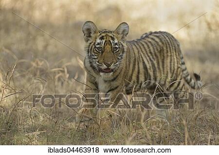 Stock Photo - Bengal Tiger (Panthera tigris tigris), cub in dry grass, Ranthambhore National Park, Rajasthan, India, Asia. Fotosearch