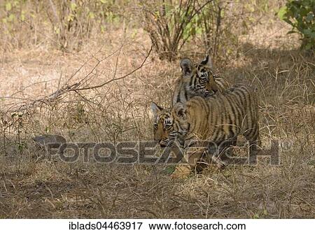 Bengal Tigers (Panthera tigris tigris), cubs, twins, in dry forest, Ranthambhore National Park, Rajasthan, India, Asia View Large Photo Image Stock Photo - Bengal Tigers (Panthera tigris tigris), cubs, twins, in dry forest, Ranthambhore National Park, Rajasthan, India, Asia. Fotosearch