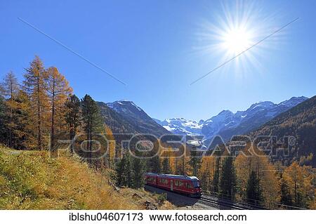 Bernina Express runs through larch forest in autumn, behind Morteratsch Glacier, Canton Graubünden, Switzerland, Europe View Large Photo Image Stock Image - Bernina Express runs through larch forest in autumn, behind Morteratsch Glacier, Canton Graubünden, Switzerland, Europe. Fotosearch