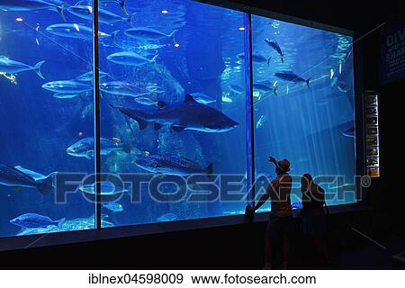 Stock Photo - Big Shark Basin, Two Oceans Aquarium, Cape Town, West Cape, South Africa, Africa. Fotosearch