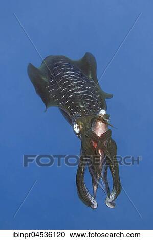 Stock Image - Bigfin reef squid (Sepioteuthis lessoniana) with captured Parrotfish(Scarinae) between the arms, feeding on prey, Palawan, Mimaropa, Sulu Lake, Pacific Ocean, Philippines, Asia. Fotosearch