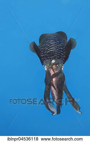 Bigfin reef squid (Sepioteuthis lessoniana) with captured Parrotfish(Scarinae) between the arms, feeding on prey, Palawan, Mimaropa, Sulu Lake, Pacific Ocean, Philippines, Asia View Large Photo Image Stock Photo - Bigfin reef squid (Sepioteuthis lessoniana) with captured Parrotfish(Scarinae) between the arms, feeding on prey, Palawan, Mimaropa, Sulu Lake, Pacific Ocean, Philippines, Asia. Fotosearch