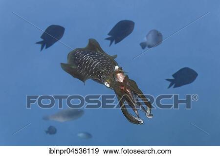 Bigfin reef squid (Sepioteuthis lessoniana) with captured Parrotfish(Scarinae) between the arms, feeding on prey, Palawan, Mimaropa, Sulu Lake, Pacific Ocean, Philippines, Asia View Large Photo Image Stock Photo - Bigfin reef squid (Sepioteuthis lessoniana) with captured Parrotfish(Scarinae) between the arms, feeding on prey, Palawan, Mimaropa, Sulu Lake, Pacific Ocean, Philippines, Asia. Fotosearch