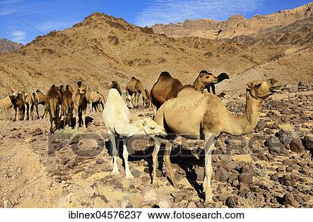 Black, brown and white dromedaries (Camelus dromedarius) at Al-Manshijja, Jordan, Asia View Large Photo Image Stock Photo - Black, brown and white dromedaries (Camelus dromedarius) at Al-Manshijja, Jordan, Asia. Fotosearch