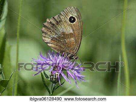 Stock Image - Black butterflies (Erebia neoridas), Eye butterflies, noble butterflies (Nymphalidae), Valais, Switzerland, Europe. Fotosearch