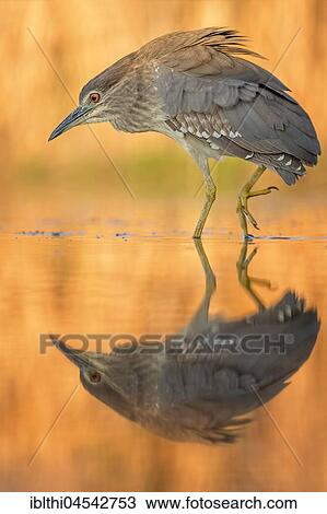 Stock Image - Black-crowned night heron (Nycticorax nycticorax), young bird, searching for food, summer evening, sunset, Kiskunság National Park, Hungary, Europe. Fotosearch
