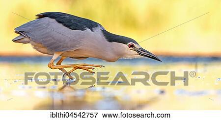 Black-crowned night heron (Nycticorax nycticorax), searching for food, summer evening, sunset, Kiskunság National Park, Hungary, Europe View Large Photo Image Stock Photo - Black-crowned night heron (Nycticorax nycticorax), searching for food, summer evening, sunset, Kiskunság National Park, Hungary, Europe. Fotosearch