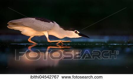 Black-crowned night heron (Nycticorax nycticorax), searching for food at night, Kiskunság National Park, Hungary, Europe View Large Photo Image Stock Photo - Black-crowned night heron (Nycticorax nycticorax), searching for food at night, Kiskunság National Park, Hungary, Europe. Fotosearch