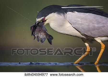 Black-crowned night heron (Nycticorax nycticorax) with captured fish in the beak, in shallow water, National Park Kiskunság, Hungary, Europe View Large Photo Image Stock Photo - Black-crowned night heron (Nycticorax nycticorax) with captured fish in the beak, in shallow water, National Park Kiskunság, Hungary, Europe. Fotosearch