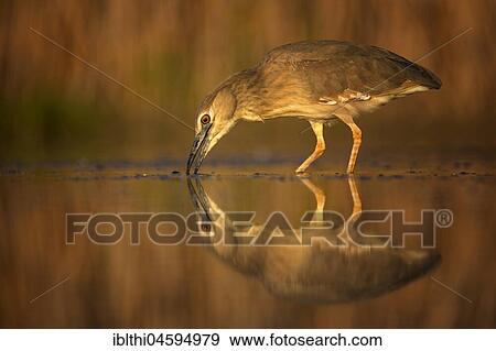 Black-crowned night heron (Nycticorax nycticorax) Young bird, flat water foraging, National Park Kiskunság, Hungary, Europe View Large Photo Image Stock Photo - Black-crowned night heron (Nycticorax nycticorax) Young bird, flat water foraging, National Park Kiskunság, Hungary, Europe. Fotosearch