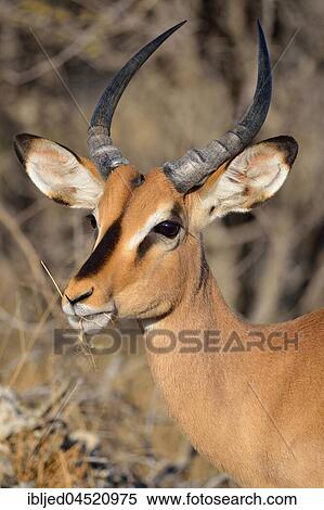 Black-faced impala (Aepyceros melampus petersi), adult male feeding dry grass, Etosha National Park, Namibia, Africa View Large Photo Image Stock Photography - Black-faced impala (Aepyceros melampus petersi), adult male feeding dry grass, Etosha National Park, Namibia, Africa. Fotosearch
