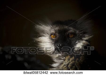 Stock Image - Black Lemur (Eulemur macaco), adult female lemur from Madagascar, Africa, in France. Fotosearch