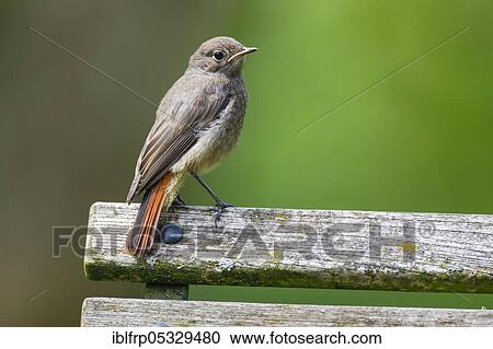 Stock Image - Black redstart ( Phoenicurus ochruros) Switzerland. Fotosearch