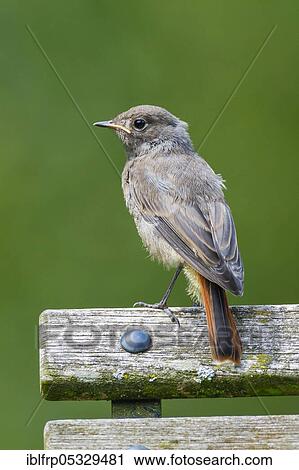 Stock Image - Black redstart ( Phoenicurus ochruros) Switzerland. Fotosearch