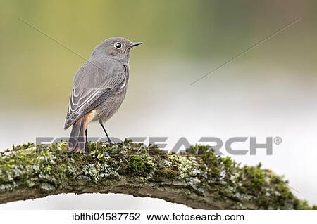 Black redstart (Phoenicurus ochruros) on mossy branch, female, biosphere reserve Mittelelbe, Saxony-Anhalt, Germany, Europe View Large Photo Image Stock Image - Black redstart (Phoenicurus ochruros) on mossy branch, female, biosphere reserve Mittelelbe, Saxony-Anhalt, Germany, Europe. Fotosearch