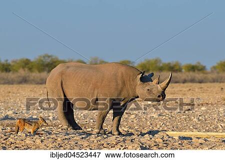 Stock Photo - Black rhinoceros (Diceros bicornis) and black-backed jackal (Canis mesomelas) at waterhole, Etosha National Park, Namibia, Africa. Fotosearch