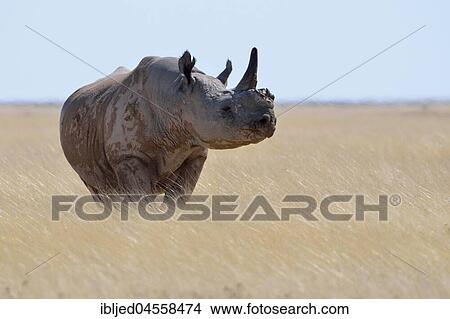 Black rhinoceros (Diceros bicornis) with a single horn, standing in dry grass, attentive, Etosha National Park, Namibia, Africa View Large Photo Image Picture - Black rhinoceros (Diceros bicornis) with a single horn, standing in dry grass, attentive, Etosha National Park, Namibia, Africa. Fotosearch