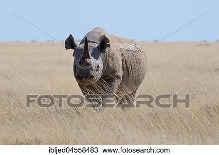 Stock Image - Black rhinoceros (Diceros bicornis) with a single horn and torn ears, walking in dry grass, Etosha National Park, Namibia, Africa. Fotosearch